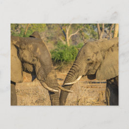 Postkarte - Zwei männliche afrikanische Elefanten 