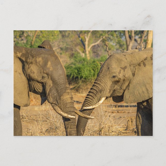 Postkarte - Zwei männliche afrikanische Elefanten  (Vorderseite)