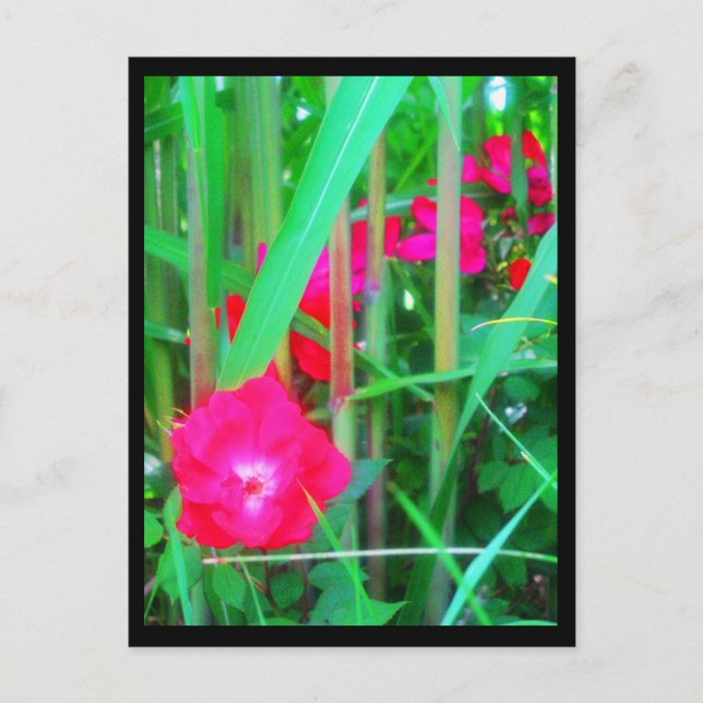 Postkarten-Blume-13 Postkarte (Vorderseite)