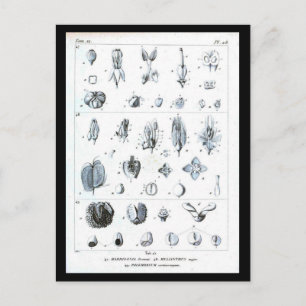 Postkarten-Botanik-Botanische Tafel Postkarte