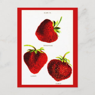 Postkarten-Botanik-Erdbeeren Postkarte
