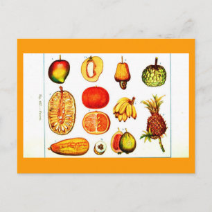 Postkarten-Botanik-Gelb & Orange Früchte Postkarte