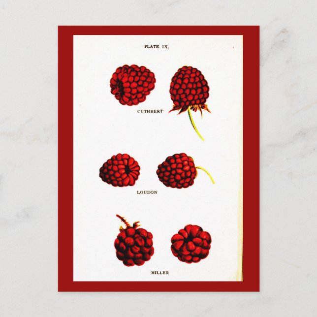 Postkarten-Botanik-Himbeeren Postkarte (Vorderseite)
