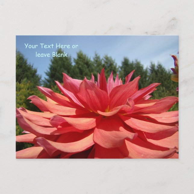 Postkarten Dahlia Blume Gartenpost Karte (Vorderseite)