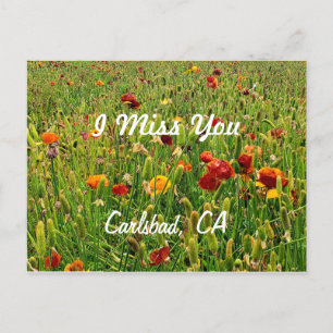 Postkarten: Die Blume Fields, Carlsbad, CA Feiertagspostkarte