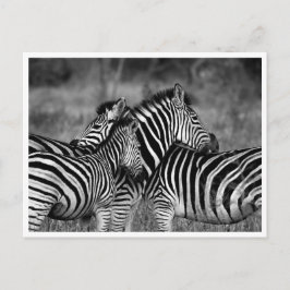 Postkarten - Familie der Zebra