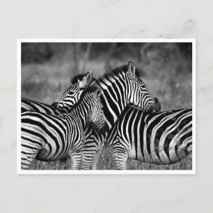 Postkarten - Familie der Zebras