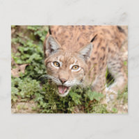 Postkarten Foto Katze , Luchs , Tiere.