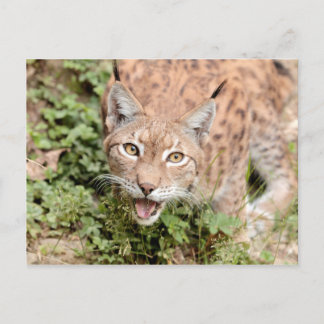 Postkarten Foto Katze , Luchs , Tiere.