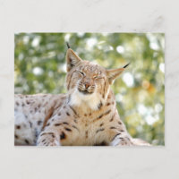 Postkarten Foto Katze , Luchs , Tiere.