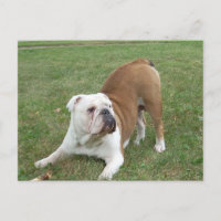 Postkarten für Bulldokards