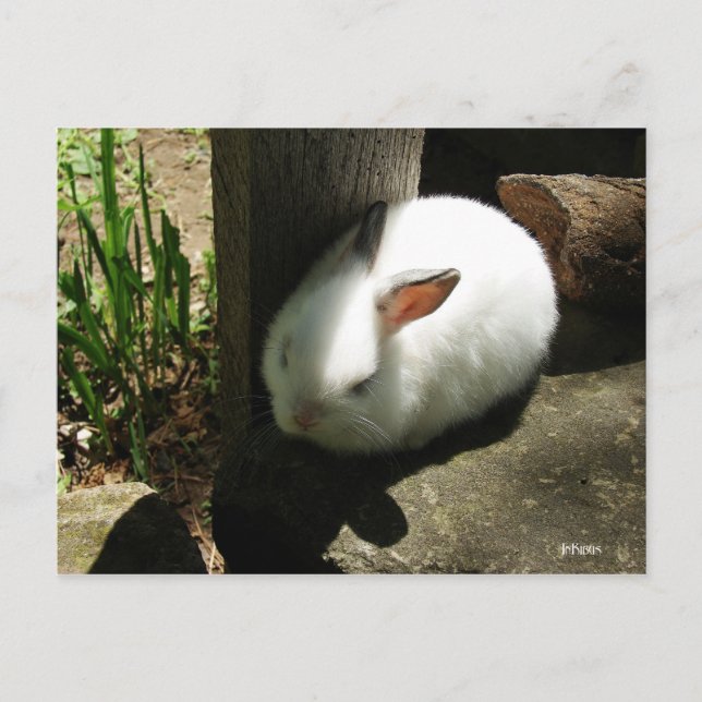 Postkarten für Bunny Dreams (Vorderseite)