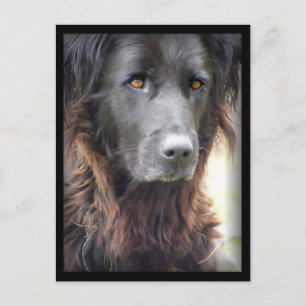Postkarten für Hunde