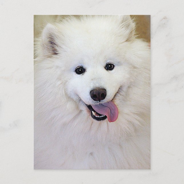 Postkarten für Samoyed Hunde (Vorderseite)