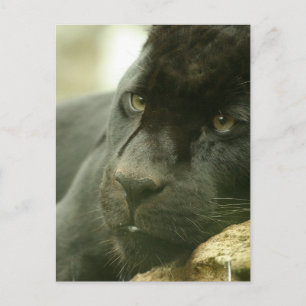Postkarten für Schlafpanther
