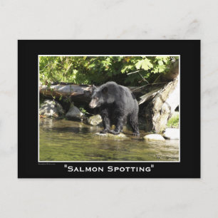 Postkarten für schwarze Bären