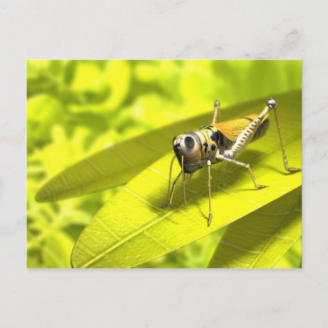 Postkarten für Tiere 34 (Vorderseite)