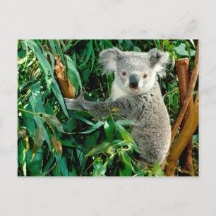 Postkarten für Tiere 38