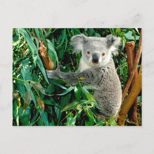 Postkarten für Tiere 38 (Vorderseite)