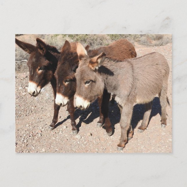 Postkarten für Wildtiere, Esel, Burros (Vorderseite)