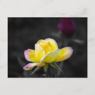 Postkarten-Gelb-Rosen-Fotografie Postkarte