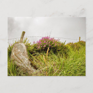 Postkarten "Irish Heather"