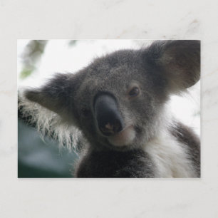 Postkarten Koalas QLD Australien
