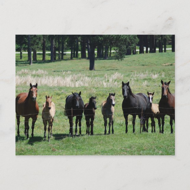 Postkarten - Mares & Foals (Vorderseite)