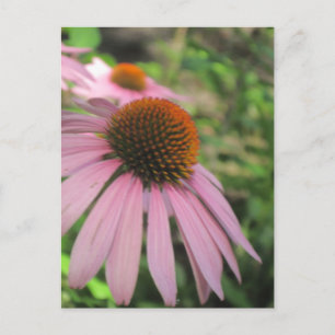 Postkarten mit rosa Konfettlinie