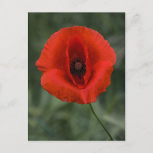 Postkarten-Mohn-Fotografie Postkarte