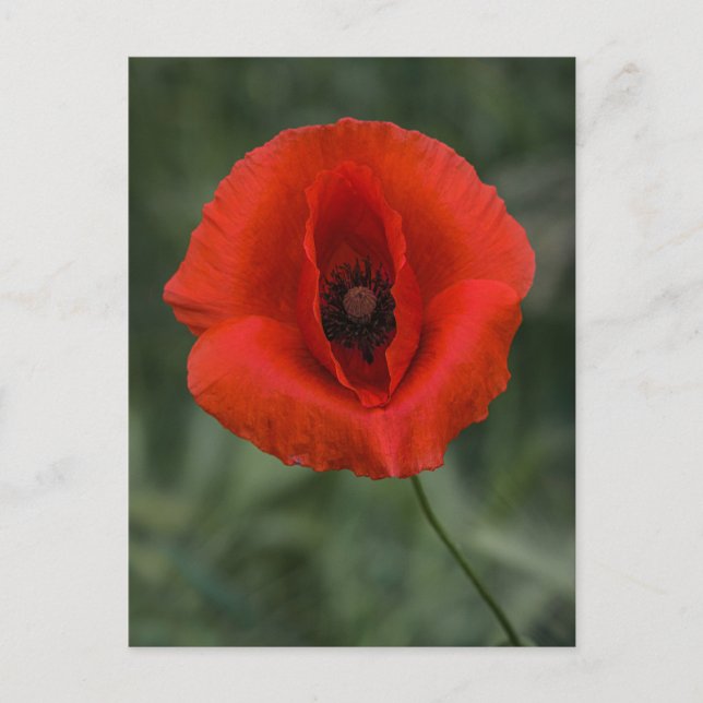 Postkarten-Mohn-Fotografie Postkarte (Vorderseite)