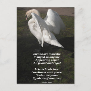 Postkarten-Pocket-Swans sind von Ladee Basset enor Postkarte