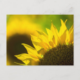 Postkarten-Sonnenblume Eleganz Postkarte