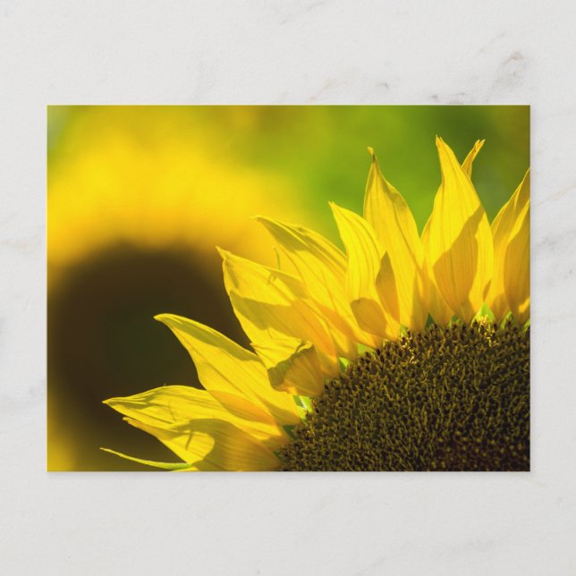 Postkarten-Sonnenblume Eleganz Postkarte (Vorderseite)