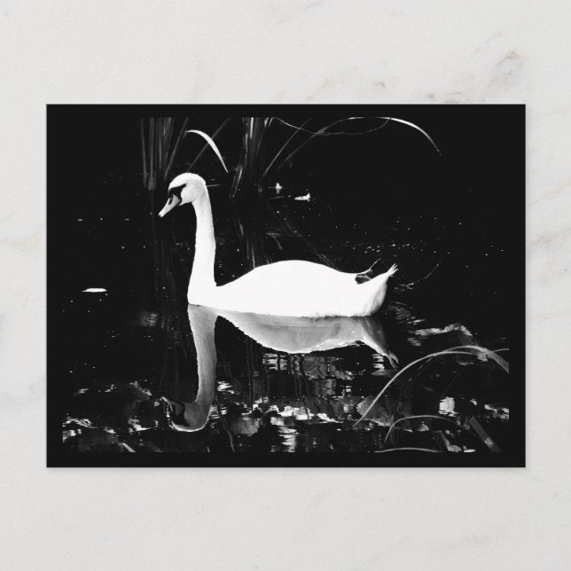 Postkarten-Tiere-23 Postkarte (Vorderseite)