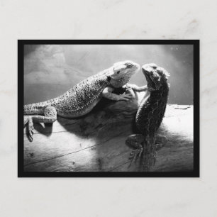 Postkarten-Tiere-33 Postkarte