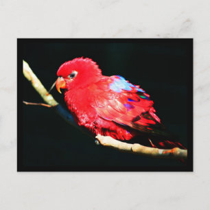 Postkarten-Tiere-35 Postkarte