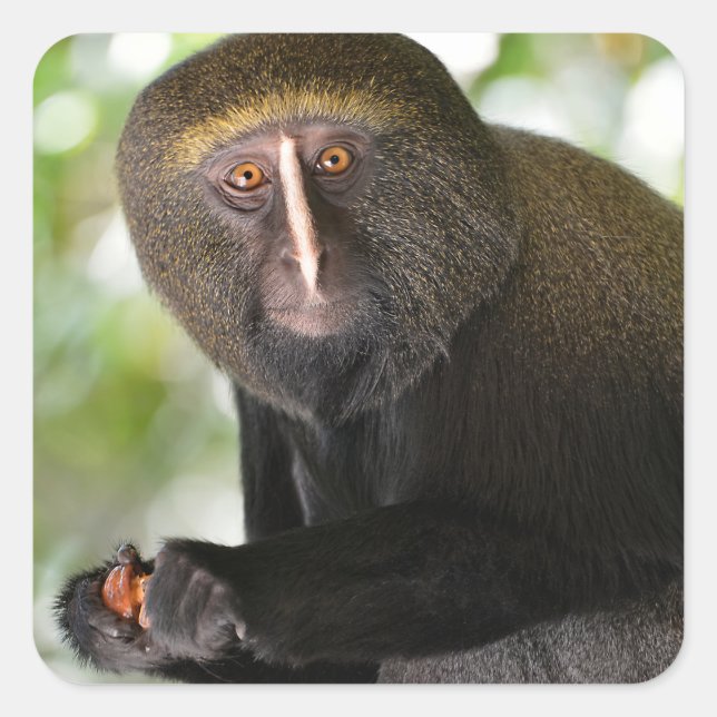 Postkartenaufkleber mit Eulenschaum Quadratischer Aufkleber (Vorderseite)