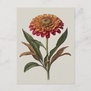 Postkartenbild eines Zinnia Postkarte