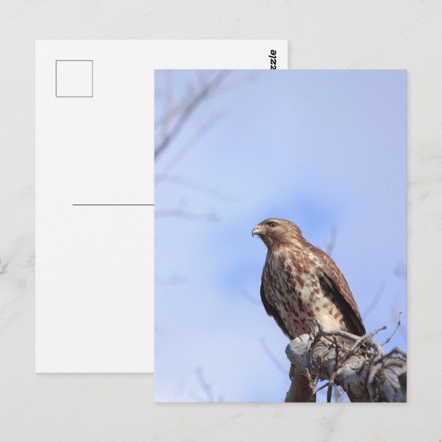 Postkartenbild juveniler roter Schulterkraut Postkarte (Vorne/Hinten)