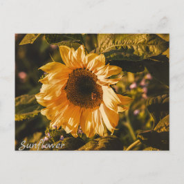 Postkartenbriefsendung für Sonnenblumen Postkarte