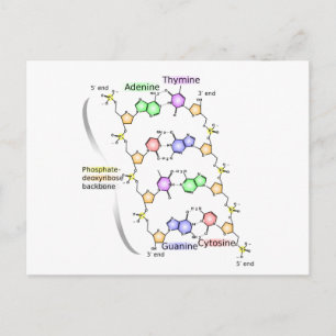 Postkartendiagramm der chemischen Struktur der DNA Postkarte