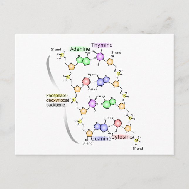 Postkartendiagramm der chemischen Struktur der DNA Postkarte (Vorderseite)