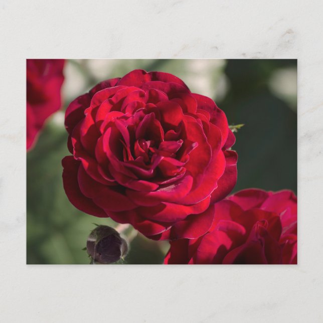 Postkartenrosen - Samtiger Glanz Postkarte (Vorderseite)