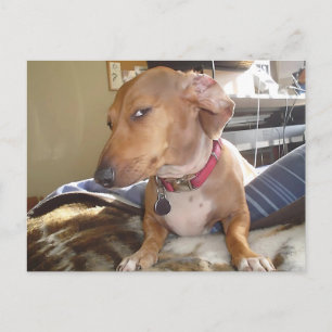 Postkartenseite Auge Dog Meme Postkarte