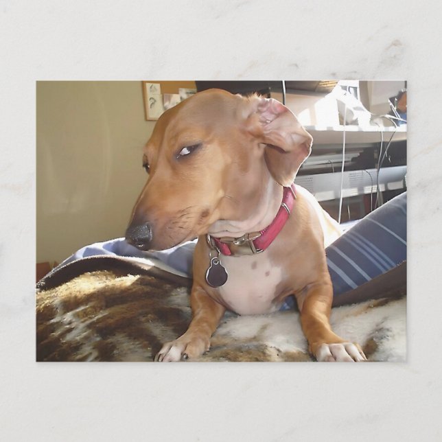 Postkartenseite Auge Dog Meme Postkarte (Vorderseite)