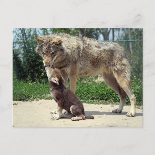 Postkartenwolf und Jungtier Postkarte (Vorderseite)