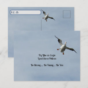 Postkreuz-ID-Box: Amerikanisch-weißes Pelikan Postkarte