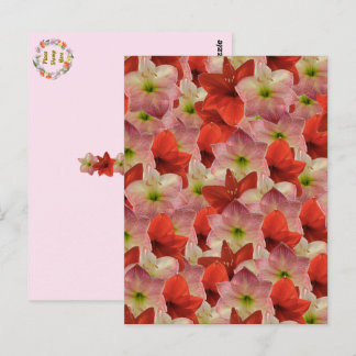 Postkreuzung - Amaryllis florale Postkarte