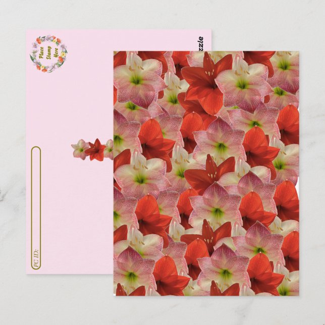 Postkreuzung - Amaryllis florale Postkarte (Vorne/Hinten)
